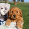 Image of Hank, a Golden Retriever puppy