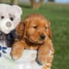Image of Hank, a Golden Retriever puppy
