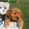 Image of Hank, a Golden Retriever puppy