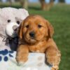 Image of Hank, a Golden Retriever puppy