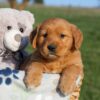Image of Hank, a Golden Retriever puppy