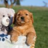 Image of Hank, a Golden Retriever puppy