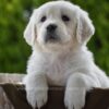 Image of Haven, a Golden Retriever puppy