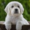 Image of Haven, a Golden Retriever puppy