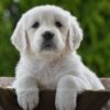 Image of Haven, a Golden Retriever puppy