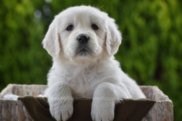 Image of Haven, a Golden Retriever puppy