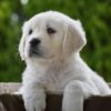 Image of Haven, a Golden Retriever puppy