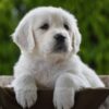 Image of Haven, a Golden Retriever puppy