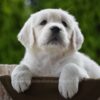 Image of Haven, a Golden Retriever puppy