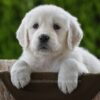 Image of Haven, a Golden Retriever puppy