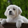 Image of Haven, a Golden Retriever puppy