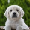 Image of Haven, a Golden Retriever puppy