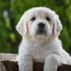 Image of Haven, a Golden Retriever puppy
