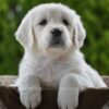 Image of Haven, a Golden Retriever puppy