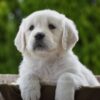 Image of Haven, a Golden Retriever puppy