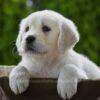 Image of Haven, a Golden Retriever puppy