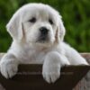 Image of Haven, a Golden Retriever puppy
