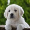 Image of Haven, a Golden Retriever puppy