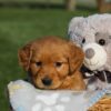 Image of Helen, a Golden Retriever puppy