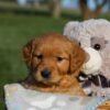 Image of Helen, a Golden Retriever puppy