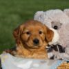 Image of Helen, a Golden Retriever puppy