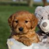 Image of Helen, a Golden Retriever puppy
