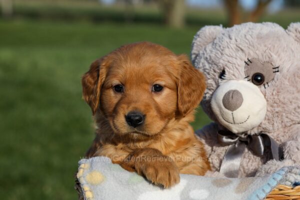 Image of Helen, a Golden Retriever puppy