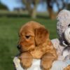 Image of Helen, a Golden Retriever puppy
