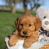 Image of Helen, a Golden Retriever puppy