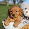 Image of Helen, a Golden Retriever puppy