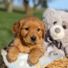 Image of Helen, a Golden Retriever puppy
