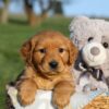 Image of Helen, a Golden Retriever puppy