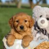 Image of Helen, a Golden Retriever puppy