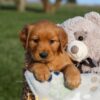 Image of Honey, a Golden Retriever puppy