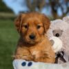 Image of Honey, a Golden Retriever puppy