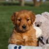 Image of Honey, a Golden Retriever puppy