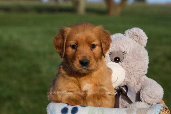 Image of Honey, a Golden Retriever puppy