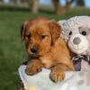 Image of Honey, a Golden Retriever puppy