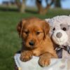 Image of Honey, a Golden Retriever puppy