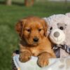 Image of Honey, a Golden Retriever puppy