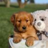 Image of Honey, a Golden Retriever puppy
