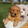 Image of Hope, a Golden Retriever puppy