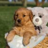 Image of Hope, a Golden Retriever puppy