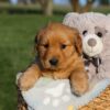 Image of Hope, a Golden Retriever puppy
