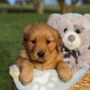 Image of Hope, a Golden Retriever puppy