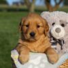 Image of Hope, a Golden Retriever puppy