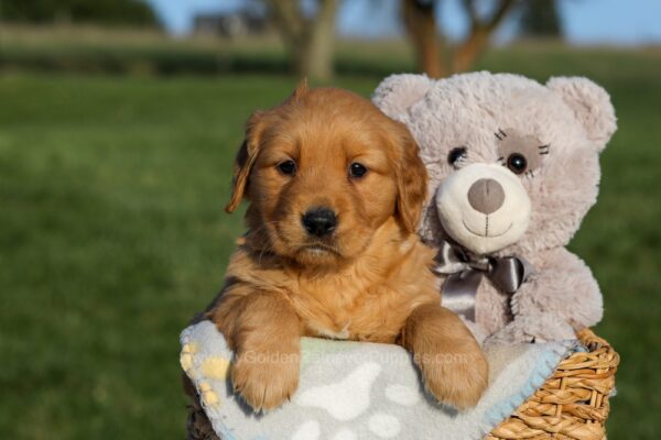 Image of Hope, a Golden Retriever puppy