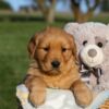 Image of Hope, a Golden Retriever puppy