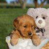 Image of Hope, a Golden Retriever puppy
