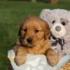 Image of Hope, a Golden Retriever puppy